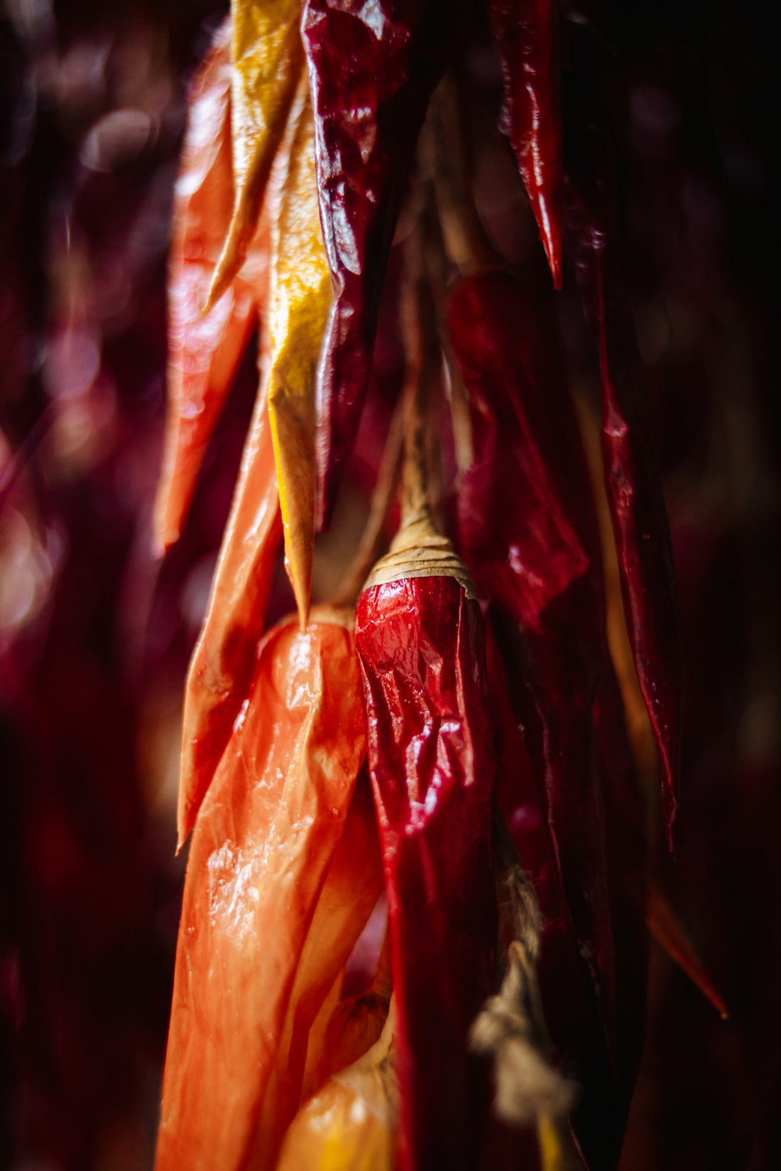 Toerkede roede meksikanske chilipepper hengende i en bunt